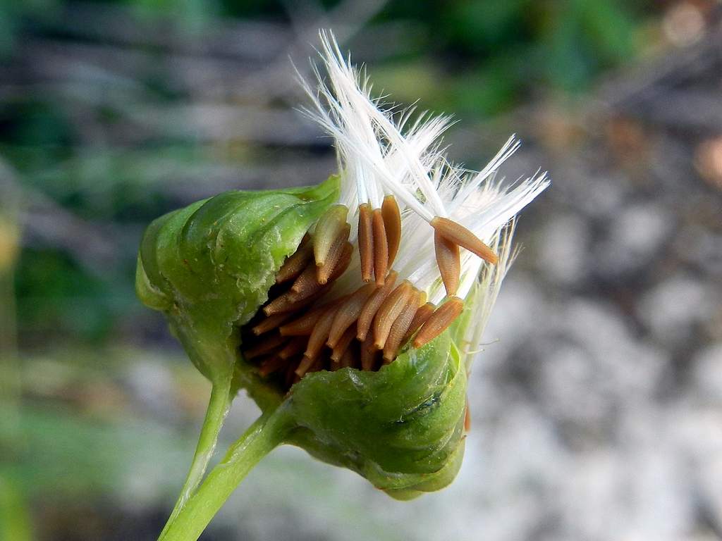 Sonchus oleraceus / Grespino comune